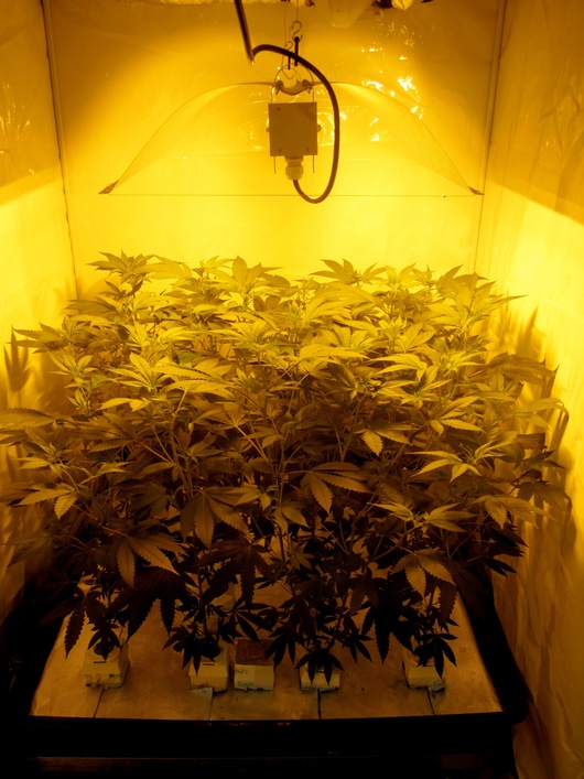 Pero la consumición de esta droga sigue estando prohibida