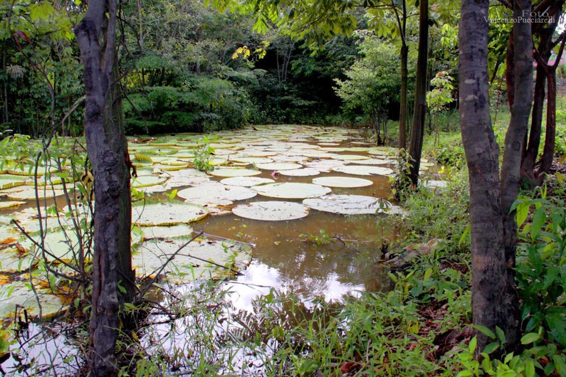 Amazzonia