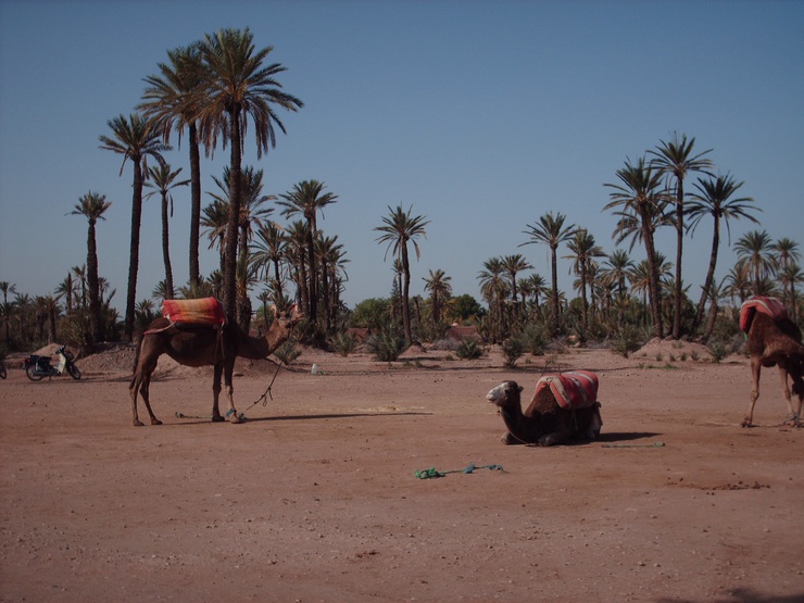 L'unico mezzo per arrivare a El Palmeral