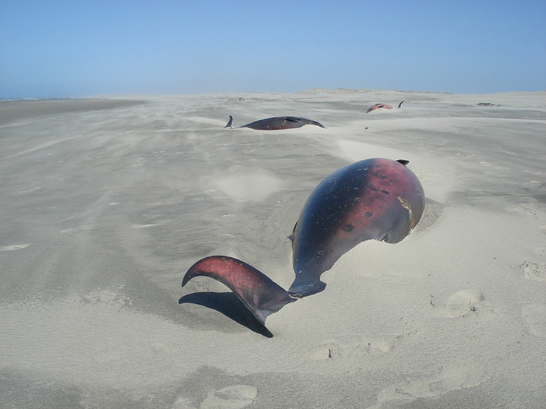 Beached Whales