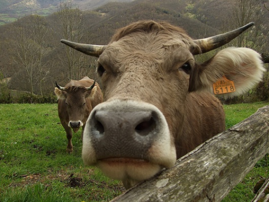 Foto, aliaetu/flickr