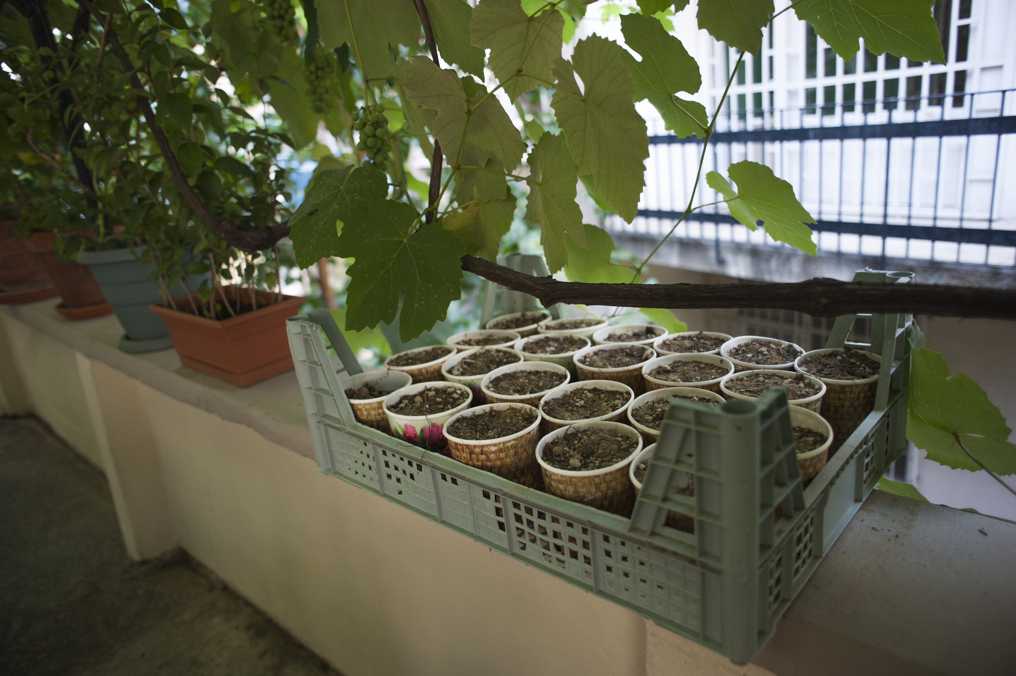 Un bol Dernegi pure 2