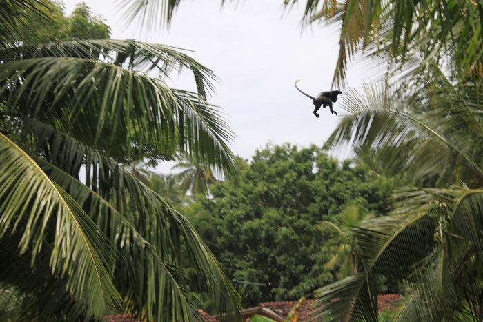 Image for Urlaub im Zoo