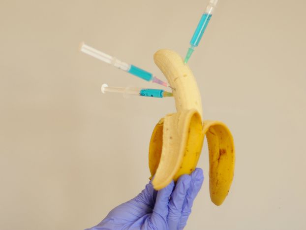 Image for French moratorium on GMO in France : will Brussels go against it ?