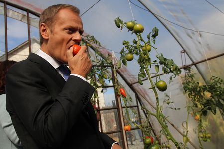 Image for Poland elections: another one bites the Tusk