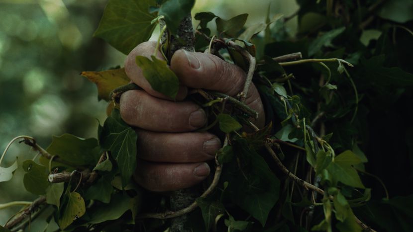 Image for Alberi, l'arte tra cosmopolitismo e memoria