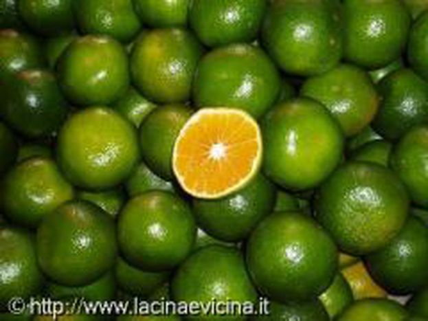 Image for Suzanne, le arance della Cina e le ballate di De Andrè