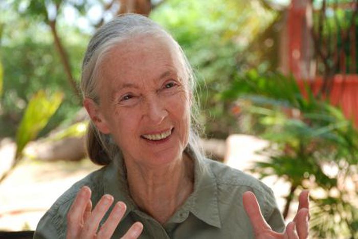 Image for Jane’s Journey – Die Lebensreise der Jane Goodall