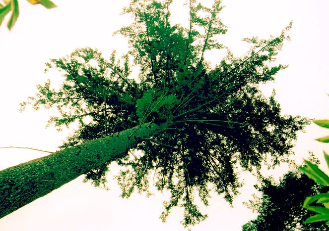 Image for Rechtsruck in Slowenien