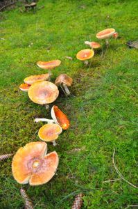 Image for Automne, ramasseurs de champignons et petits bénéfices