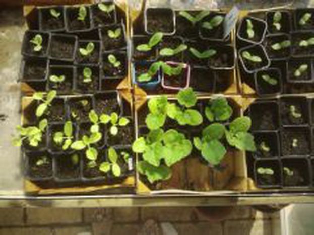 Image for L’agroécologie : une solution miracle ?