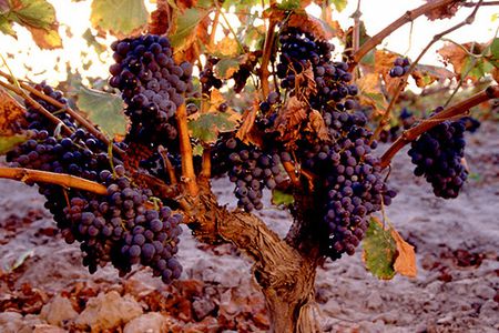 Image for El mundo del vino: ¿en crisis o en plena reconversión?
