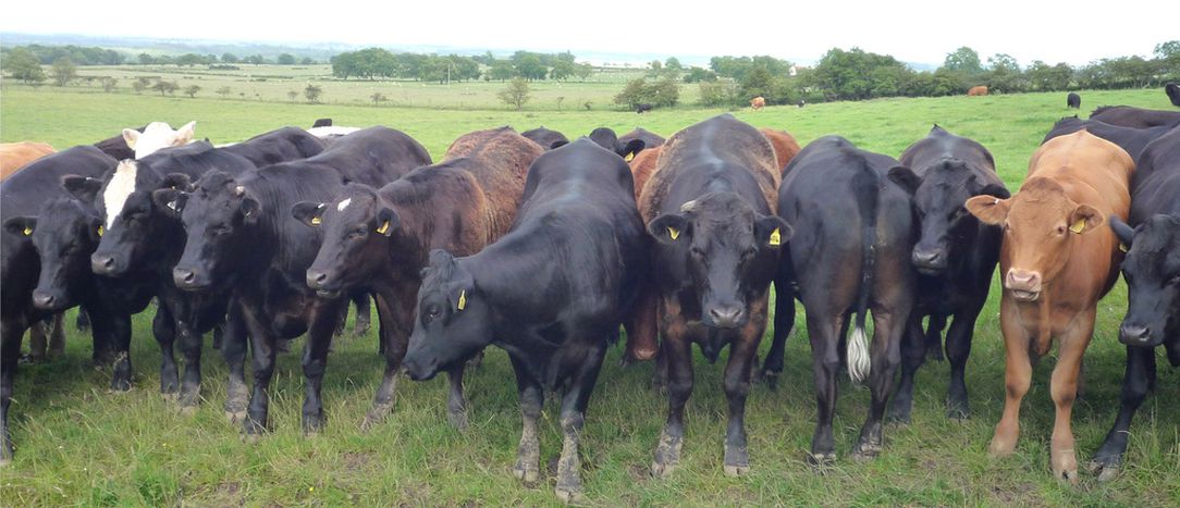 Image for The common agricultural policy remains one step behind the 21st century