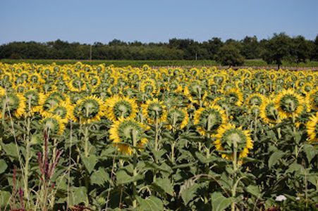 Image for Comment la PAC influence l’agriculture européenne