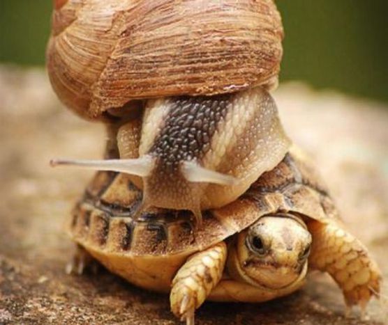 Image for Two-speed Europe, maximum speed or no speed at all?