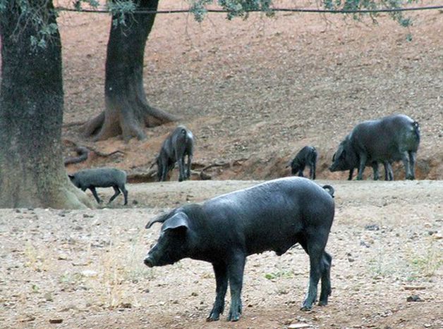 Image for Yo, joven y capador
