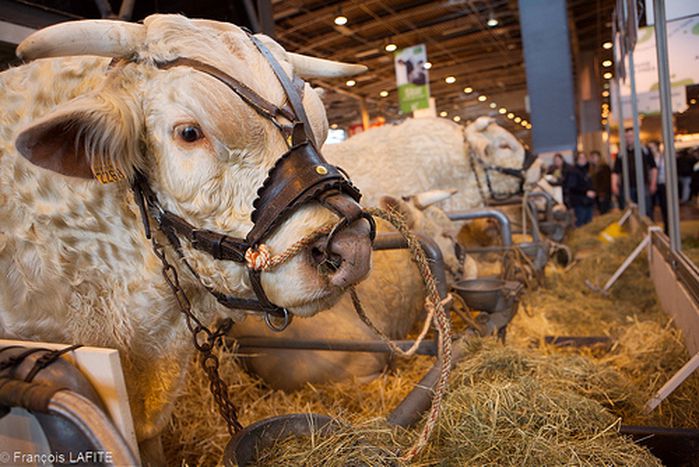 Image for ¡Esto es la leche!