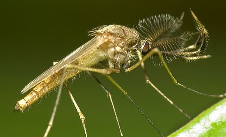 Image for ‘Mosquito’ device shuts up Britain’s anti-social teenagers
