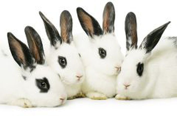 Image for Happy Easter!