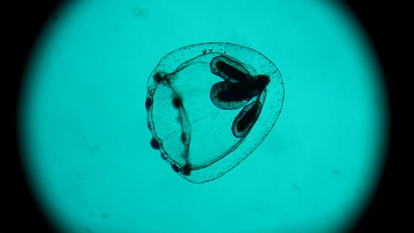 Image for Spira Mirabilis ovvero materia mirabilis 