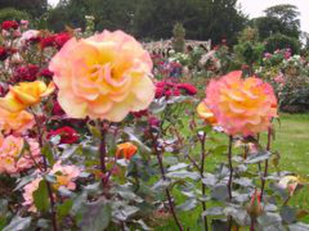 Image for Agenda du 23 au 29 juin