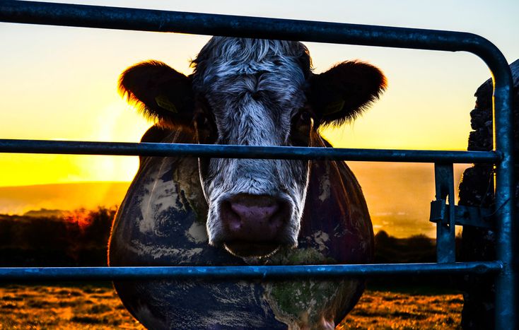 Image for Cowspiracy: Verheerende Viehzucht