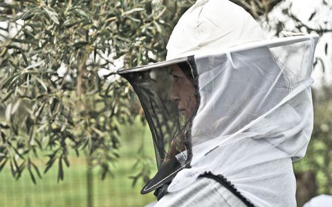 Image for Quando la Grecia coltiva l'utopia