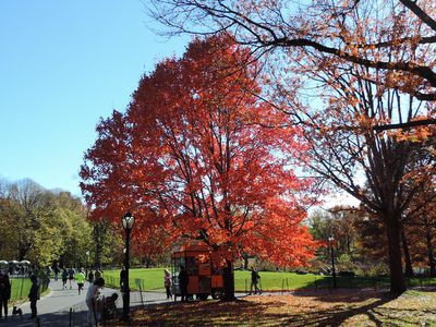 Image for From concrete jungles to biodiverse cities